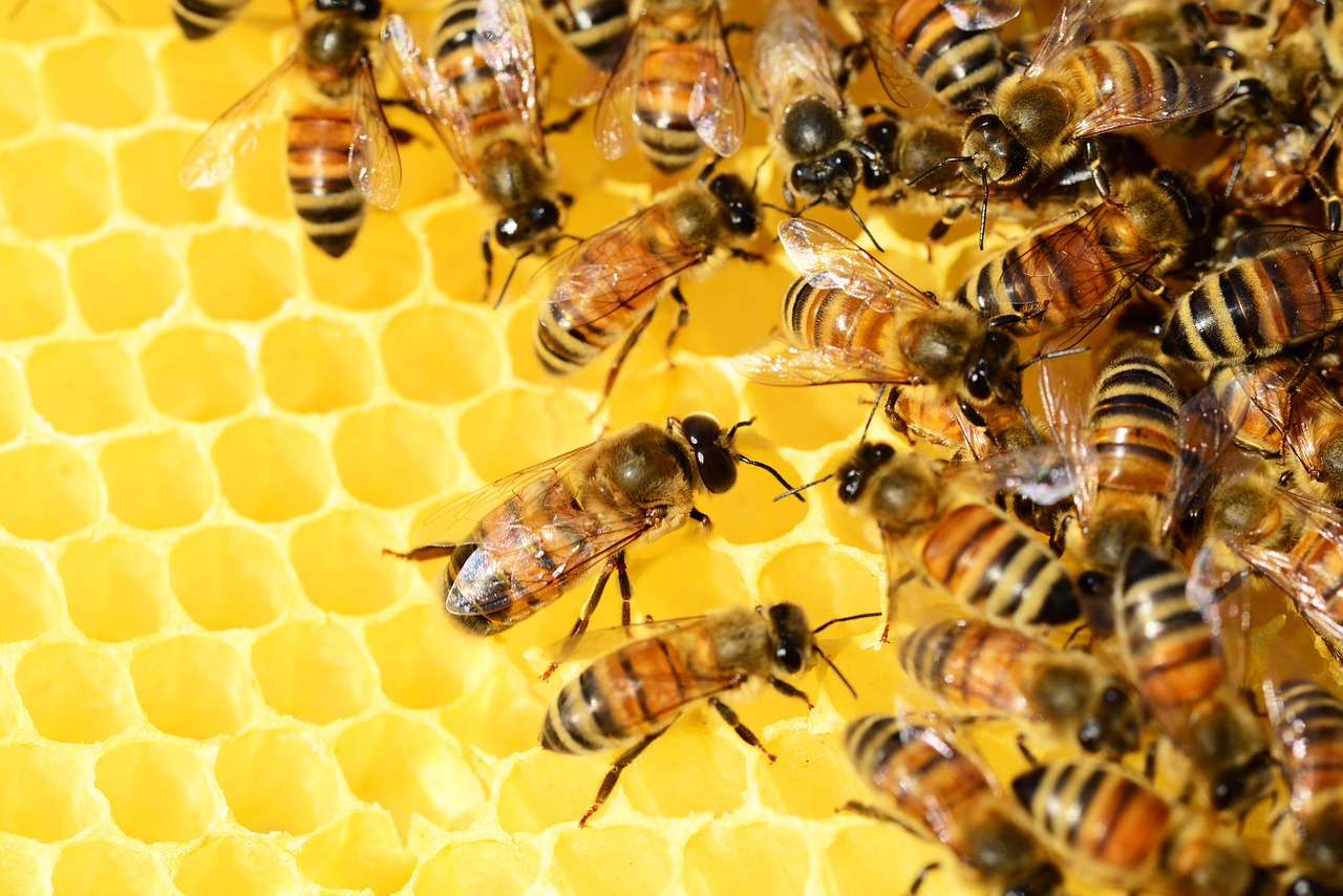 꿀벌들이 꿀을 만드는 모습
